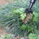 Second generation weeding device foot pedal weeding hook manual weeding device clip long handle vertical weeding shovel clip tool home