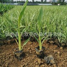 ˮ�����˽� ��������ɽ�|ˮ��ֲ�� Ʒ�N�Rȫ