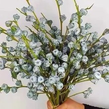 【钻石尤加利果】夏日不死鸟新鲜采摘做干花鲜花真花云南基地花材