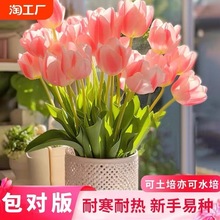 四季十颗郁金香大种球花卉盆栽四季土水培种子风信子百合种球