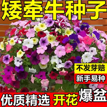 ����ţ���N�Ӱ����Ȼ�����������ͥԺ�̨�����ļ��׷Nֲ���ܷN��