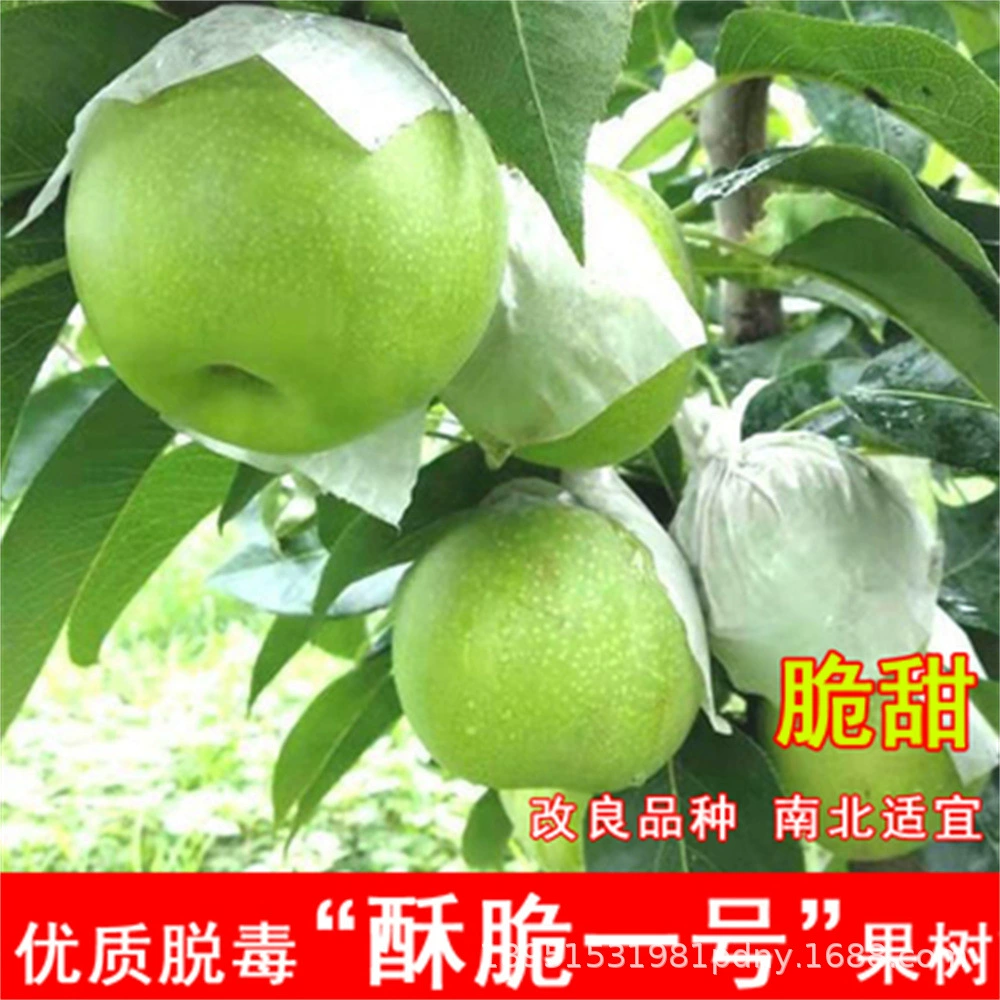 Груша саженцы прививки Синьцзян Корла Xiaoxiang груши саженцы в горшках посадка на юге и севере посадка результаты года