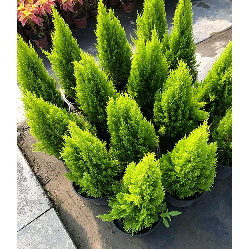 Pinus chinensis Горшечное растение зеленое растение Pinus chinensis Чэнду Ландшафтный проект озеленение саженцев цветов и деревьев Цветочные пограничные растения