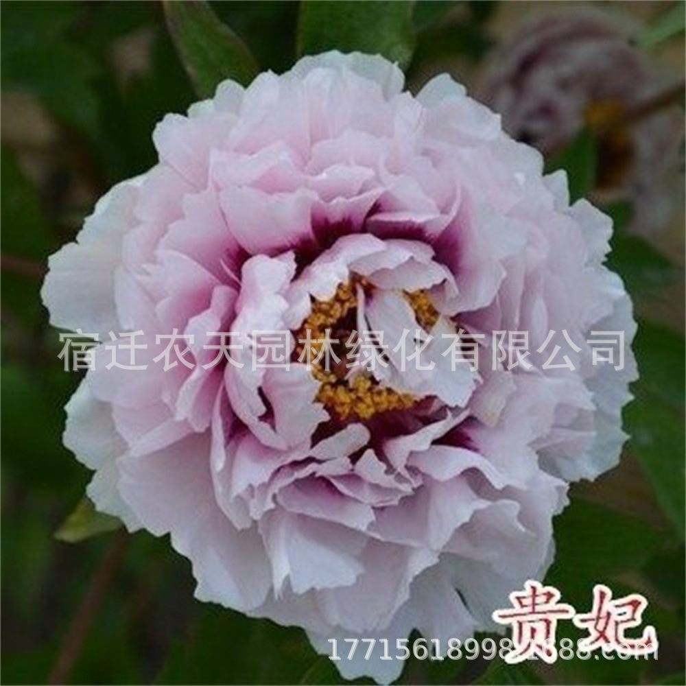 销售牡丹花苗观赏植物重瓣大花庭院大苗盆栽室内耐寒室外开花不断