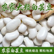 云南大白芸豆新货白云豆大白腰豆大雪豆五谷杂粮煮粥煲汤一件代发