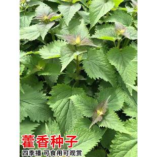 ʳ��޽��N��޽��������~�~������̨����Ұ���~��˷N�߲˷N��