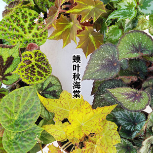 ���� ��~�ﺣ�Ģ��S�Gɫϵ�k���҃�����W�t�Gֲ���Ի���ֲ����