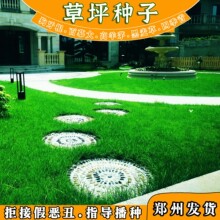 高羊茅草种狗牙根矮生百慕大多年生黑麦草马尼拉早熟禾四季青草籽