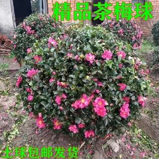 ��÷�����Сõ���÷��軨�����辰�ļ��_����ͥԺ�G�������쾰