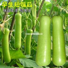 �ϷN�Ӷ��ѹϷN������ӹϷN�˺��J�ϰ׹ϷN���ļ������߲˷N��