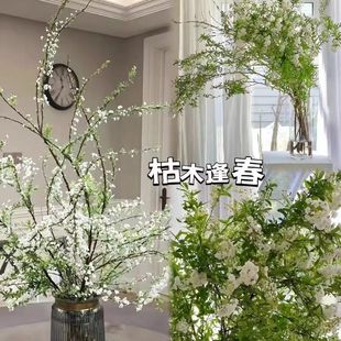 Flower Hydroponic Snow Willow Green Plant Dry Branch Flower Arrangement Blooming Cold-Resistant Fresh Branch Hydroponic Snow Willow Exposed to Water
