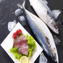 冷凍青條魚青花魚鯖魚青占魚青鑽魚斤-條斤商用拍所在地區地