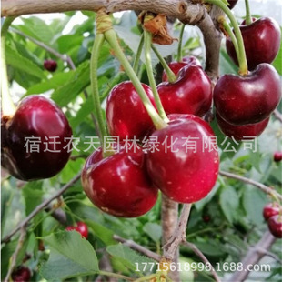 ���_˹8᷼t����������܇���ә��Ҙ������Թ����箔��Y���ϱ���
