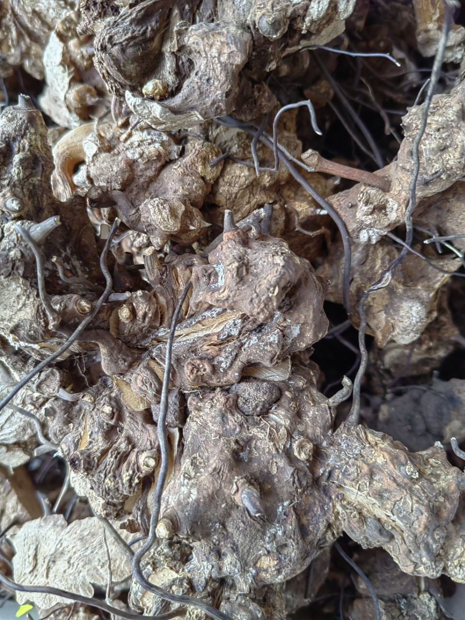 Wu Bi Jia Ge Root (Jie Yuan Gen) — Dried Food Herb for Wine & Tea Infusion specifications