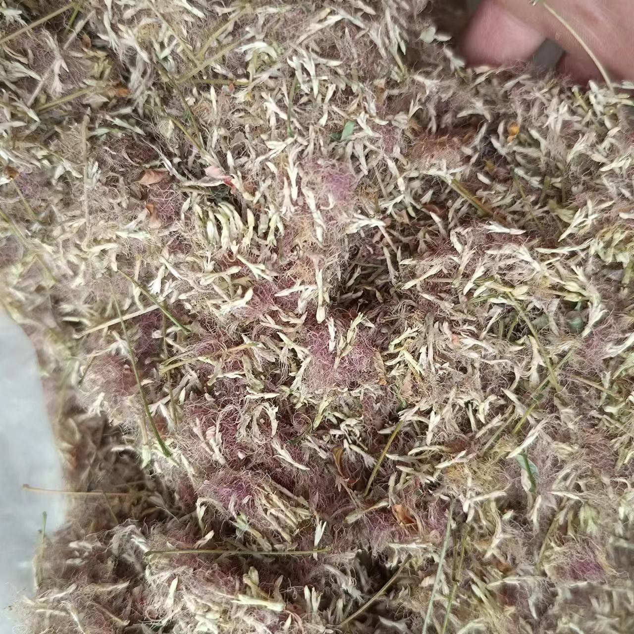 山东野生合欢花中药材夜合欢绒树花鸟绒树花苦情花 可泡茶做枕头