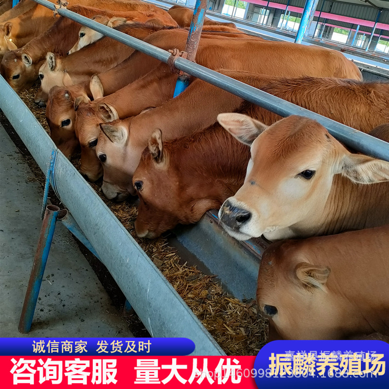 活体改良牛鲁西黄牛肉牛犊一头价格小黄牛价格400-500斤出售