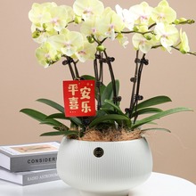 北欧高级感陶瓷花盆大号花盆蝴蝶兰花盆创意大口径深高盆树盆批发