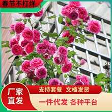 һ�����l�����¼��W���ٱ�õ���Nޱ�����ļ��_�󻨻�ͥԺ��������