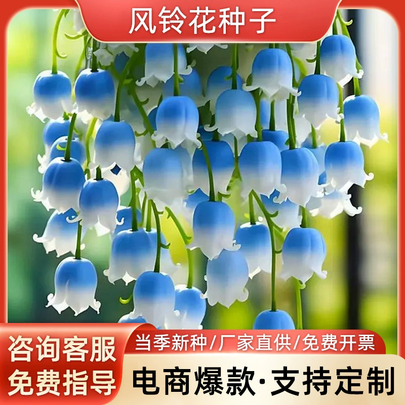 Семена колокольчика Four Seasons посев крытый балкон Комнатные цветы двор легко выращивать живые семена цветов