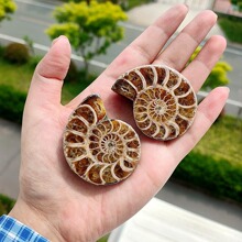天然马达加斯加海螺化石小切片开片螺菊石古生物化石原石矿石标本
