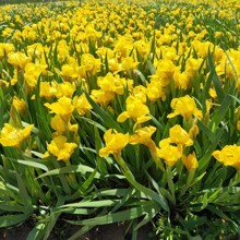 紫花鸢尾 紫花鸢尾品牌 图片 价格 紫花鸢尾批发 阿里巴巴