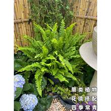 �Iާ����ާ�ֲ�ﲨʿ�D�҃��B�����F�ʺ�ާ����ļ����໨�Rֲ��