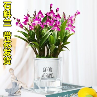 ������ˮʯ���m���Ԏ�����ˮ��ֲ��ʯ���m�绨��ֲ���҃ȾGֲ���B