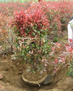 �t�~ʯ��� ���NҎ�� ʒɽ����ֱ�N �@�� �G�� �������l �����@��