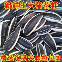 ���������Ӵ�������ɹ���������363�»�ԭζ�����������ֳ�����