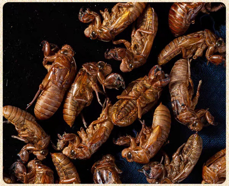 Chan Tui (Cryptotympana pustulata) — Wild-Harvested Dried Cicada Slough, 500g specifications