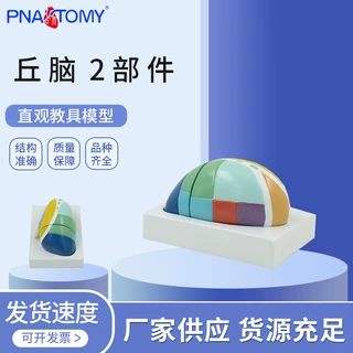 供应人体丘脑放大模型 2部件 丘脑放大模型 可拆卸20个数字标识