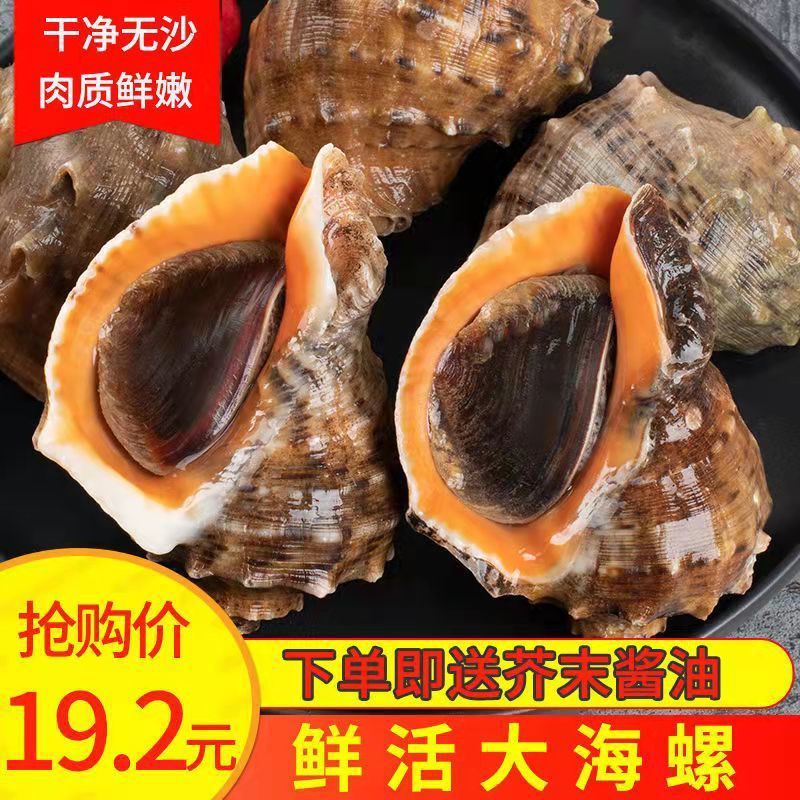 Conch Fresh wholesale Sea fresh Medium and small Shellfish Seafood Aquatic products Manufactor wholesale Cross border