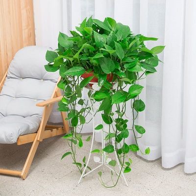 Scindapsus Of large number wholesale Garland Scindapsus Potted plant indoor flowers and plants Botany Wall hanging Big leaf Green basket