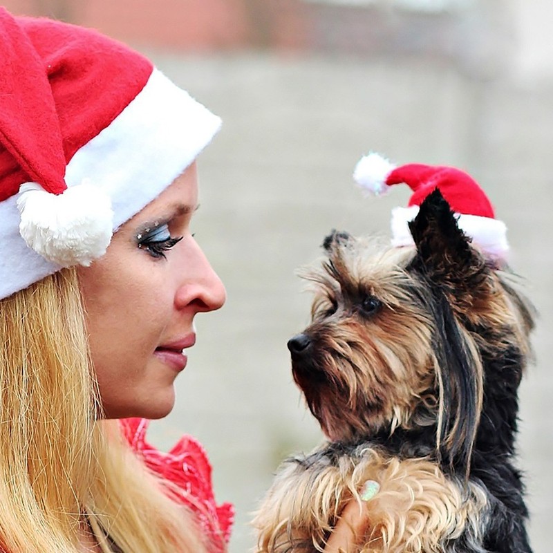 クロスボーダー新しいペットクリスマス帽子猫と犬のクリスマス用クリスマスペット帽子|undefined