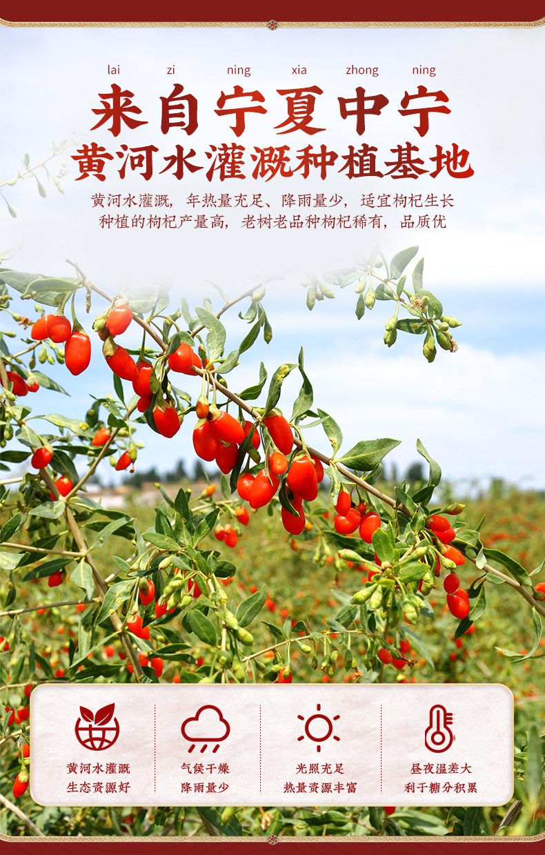 Goji Berry Gift Box Dried Wolfberry 150g x 2 Holiday Gift for Elders quality and texture