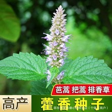 藿香种子大茴香可驱蚊霍香正气香草籽鱼香草阳台盆栽易种蔬菜种子
