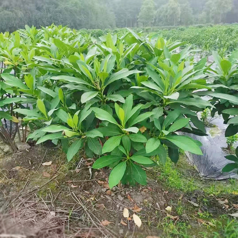 结香灌木球 三叉树 三桠皮 黄瑞香 喜花 梦冬花 园林绿化灌木绿植