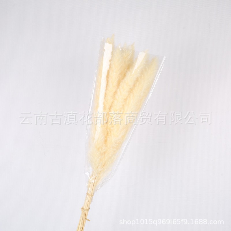 15 작은 베이지 갈대