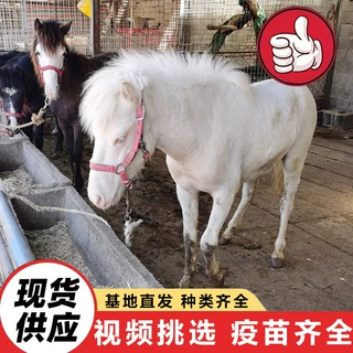 景区骑乘观赏成年矮脚马活体 进口特设兰矮脚马价格 家养宠物马
