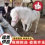 景区骑乘观赏活体宠物马