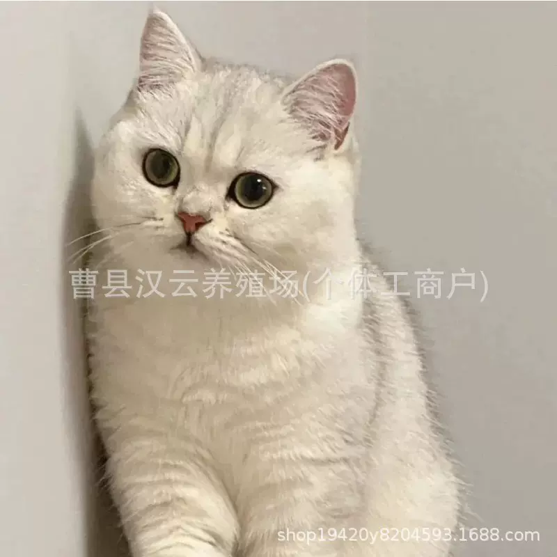 矮脚小银渐层幼猫崽活物英短宠物猫咪活体出售银渐层健康幼猫迷你