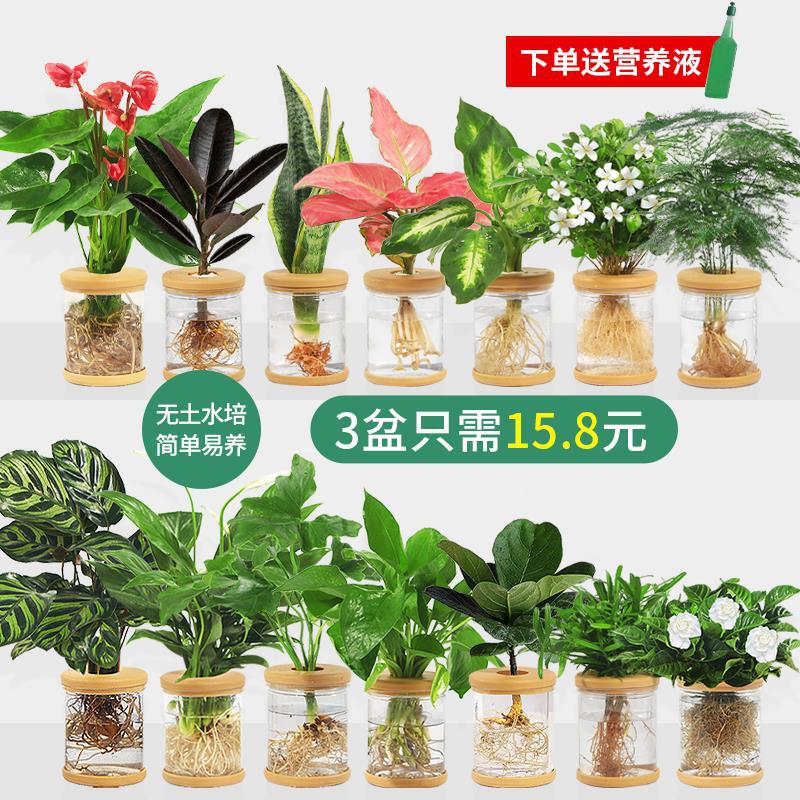 Hydroponic Plant Potted Green Radish Gardenia Office Florals Small Green Plants Easy to Grow in All Seasons Succulent Water-Cultured Potted Plants