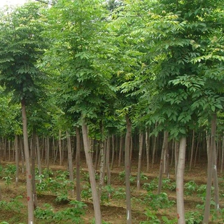 一件代发批发白蜡树苗白蜡苗 白蜡小苗 小叶白蜡苗白蜡基地 四
