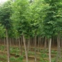 小叶基地白蜡树苗