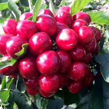 ����ֱ�������籱���Nֲ����Y��  ������ҬF؛܇���Ӽ޽ә�����