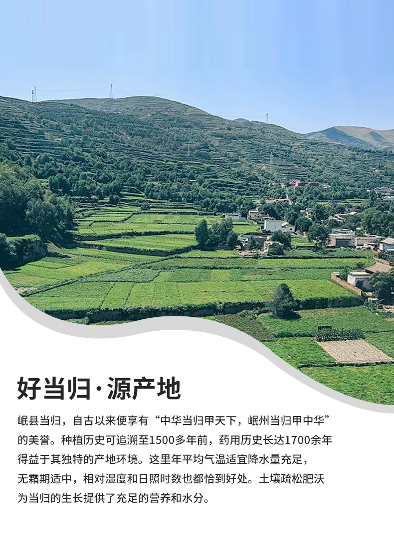 Danggui Root Slices from Min County, Gansu, Chinese Medicinal Herb, Whole Root for Soup, Sliced Danggui, of Chinese Medicinal Herbs detail image