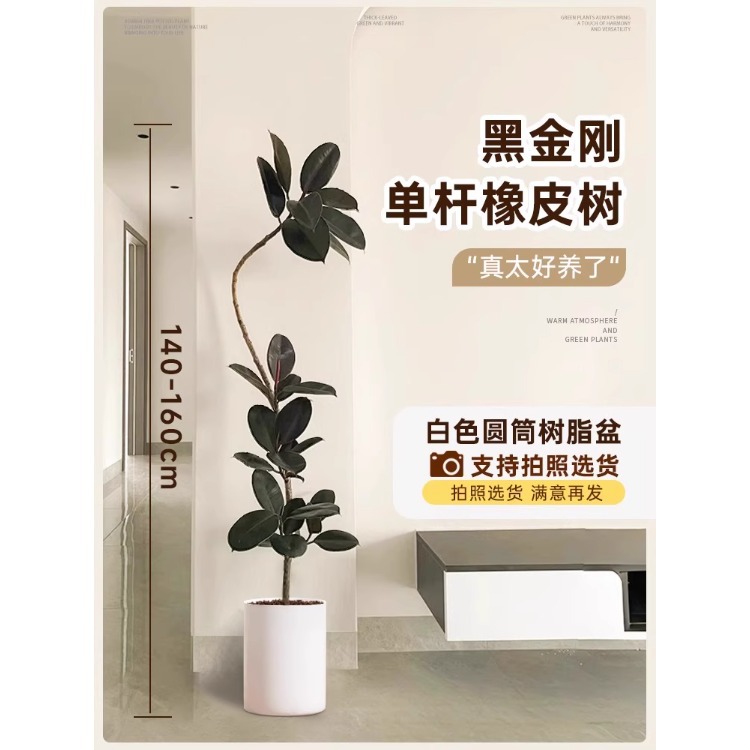 [가벼운 럭셔리 플로팅 브랜치] 싱글 플로팅 브랜치 고무나무-1.4- 1.6m -화이트 실린더 수지 냄비-트레이 포함