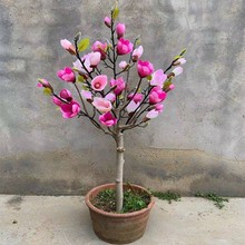 盆栽矮化嫁接玉兰苗紫玉兰花树苗南北方种耐寒盆栽花卉植物带花苞