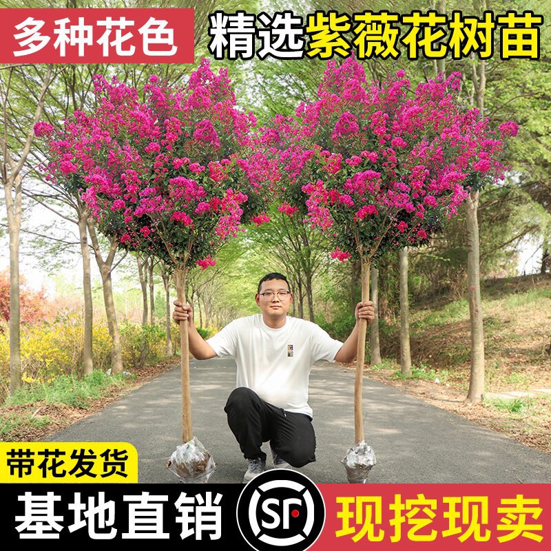 丛生紫薇树苗庭院种植大型紫薇花盆栽美国红火箭绿化风景树苗耐寒