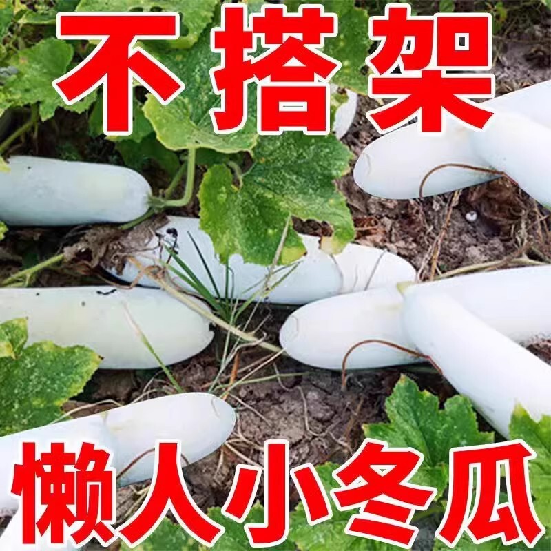 Whole Year-Round Vegetable Seeds Wholesale: Winter Melon Seeds, Pink-Skinned Winter Melon Seeds, Black-Skinned Winter Melon Seeds Whole Year-Round Vegetable Seeds Wholesale: Winter Melon Seeds, Pink-Skinned Winter Melon Seeds, Black-Skinned Winter Melon Seeds